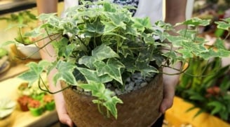 Gia đình nào cũng cần 3 loại cây cảnh này, chúng có tác dụng cải thiện không khí, giảm bụi mịn