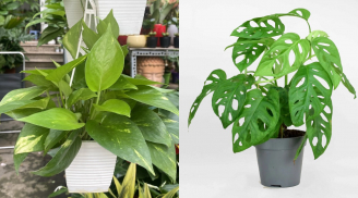Người thuộc 3 mệnh này trồng cây trầu bà là ‘hổ mọc thêm cánh’, gánh lộc vào nhà