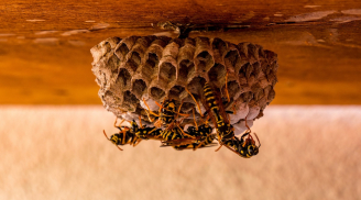 Nhà nào xuất hiện 3 hiện tượng tự nhiên này là điềm lành, báo hiệu tài lộc sắp đến