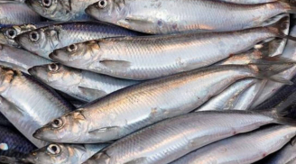 4 loại cá giàu omega-3, nhiều canxi bán đầy chợ Việt: Giá rẻ hơn cá hồi, thấy là nên mua ngay