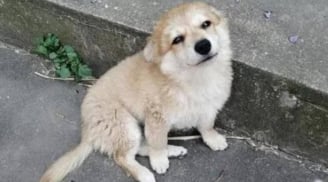 Không phải mê tín: 6 loài động vật nhỏ xuất hiện trong nhà báo hiệu tài lộc đến, gia đình sắp phát đạt