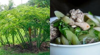 Cây dại ven bờ mương từng chỉ người nghèo mới ăn, nay thành đặc sản lạ giá 60.000 đồng/kg