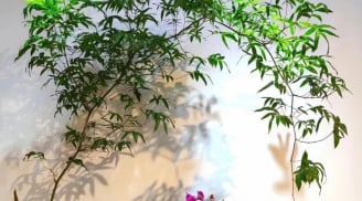 Loài cây này ai cũng biết, nhưng nó là “bảo vật phong thủy”, hóa vận xấu, giữ tài lộc thì ít người biết