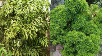 Trồng cây đinh lăng trước nhà: Trấn trạch an gia, người này càng trồng càng vượng lộc