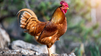 Ghen tị 3 con giáp cực đỏ dịp Tết Dương lịch 2026: Cuối năm đổi vận, tiền bạc tăng mạnh