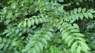 Loại lá xưa rụng đầy gốc không ai nhặt, nay thành “đặc sản” cho món nướng, giá tới 200.000 đồng/kg