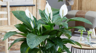 3 cây cảnh phong thủy quen thuộc với mọi nhà, vừa “hút” tài lộc, vừa tốt cho sức khỏe