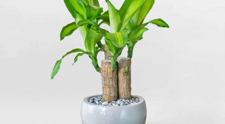 Cây phát tài: Biểu tượng của 'năng lượng sạch' trong nhà của người Nhật