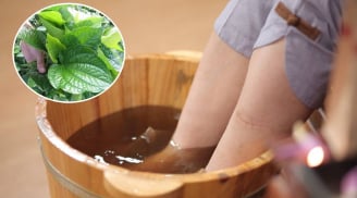 Thường xuyên ngâm chân bằng nước lá lốt, cơ thể có 5 thay đổi bất ngờ