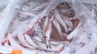 Cách nhận biết hải sản có ngậm hóa chất, formol đơn giản và chính xác