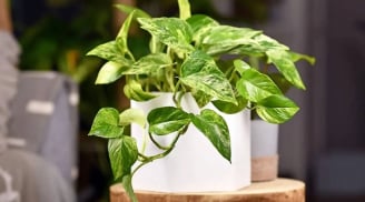 Tuổi này hợp trồng cây trầu bà, đặt trong nhà giúp lộc không bao giờ cạn