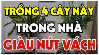 4 loại cây trồng trong nhà nào nhà đó giàu có