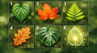 Quiz: Chọn 1 chiếc lá để xem bạn có khả năng Bật Lên Mạnh mẽ thế nào trong năm 2026