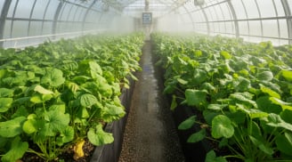 Loại cây đắt đỏ bậc nhất thế giới được Việt Nam trồng thành công, đặc sản có giá tới 6 triệu đồng/kg