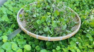 Loại rau quen thuộc bán khắp chợ Việt: chống rụng, kích thích mọc tóc con, chỉ 15.000 đồng/kg