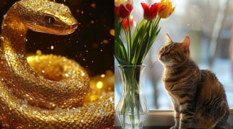 Năm 2026: 4 con giáp Bỏ 1 Thói Quen cũ chớp được Cơ Hội Vàng, nếu không sẽ hối tiếc