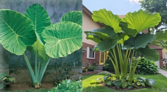 Vì sao phong thuỷ khuyên trồng cây lá to trong nhà để hút tài lộc, còn cây lá nhọn nên tránh?