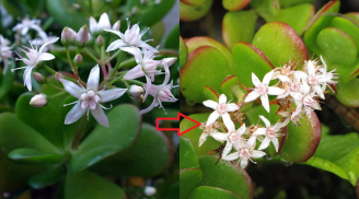 4 cây trong nhà ra hoa Lộc đến - Tiền về, số 1 nhiều người không biết lại nhổ bỏ