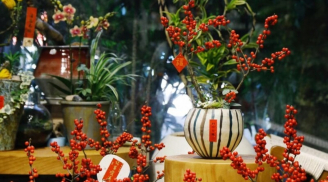 4 cây cảnh “giữ lộc” có quả đỏ rực đẹp mắt, trồng vào năm mới cả năm tài lộc viêm mãn