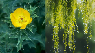 Người xưa nhắc: Trong nhà có 1 trong 3 loại cây này, tiền vào rồi lại đi nhanh