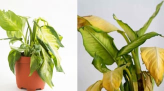 Trong nhà Cây Chết Liên Tục là Điềm Báo gì? Gia chủ chớ chủ quan