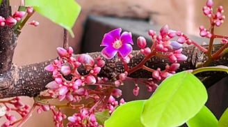 5 loại cây hoa thơm quả đẹp, trồng vào nhà nào là nhà đấy Lộc