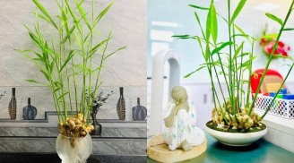 Người mệnh này trồng gừng phong thủy trong năm 2026 để gặp dữ hóa lành, tiền tài dư dả