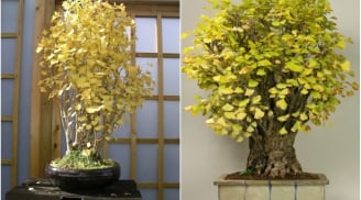 5 cây cảnh mang lại bình an, tài lộc và phú quý trong năm mới