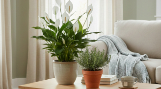 Năm 2026 nên trồng 4 cây cảnh này trong nhà: Lọc không khí tốt, sinh khí và tài lộc cùng tăng