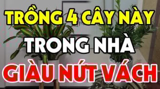 Những loài cây là 'thần giữ của', trồng trong nhà Hút Tiền Hút Của