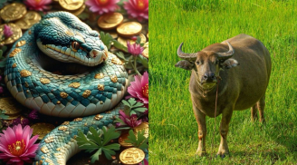 Càng sống đơn giản càng nhẹ đầu óc: 4 con giáp này càng tối giản cuộc sống càng vui vẻ