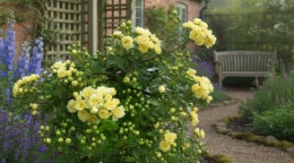 Nở suốt 160 ngày, hương thơm dịu sâu: Loài hoa leo trồng trước cổng giúp nhà thêm vượng khí