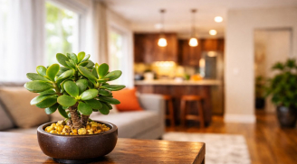 Cây cảnh đặt đúng chỗ giúp giữ tiền, đặt sai chỗ lại hao lộc: nhiều nhà đang mắc mà không hay