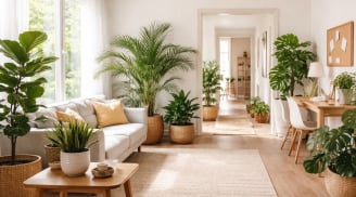 Vị trí 'vàng' trồng cây trong nhà để Tăng Sinh Khí, Tràn Đầy Năng Lượng