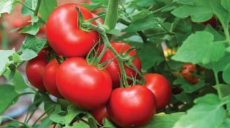 Những người không nên ăn cà chua