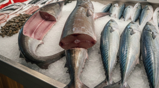 Top 4 loại cá chứa nhiều thủy ngân bậc nhất: Ăn thường xuyên có thể gây áp lực cho gan, thận