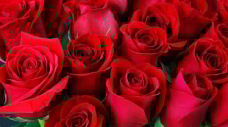 Trắc nghiệm tâm lý: Chọn một bông hoa bạn thích nhất để khám phá điều bạn đang thiếu trong cuộc sống