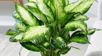 Trắc nghiệm tâm lý: Năm mới sẽ “mỉm cười” với bạn theo cách nào?