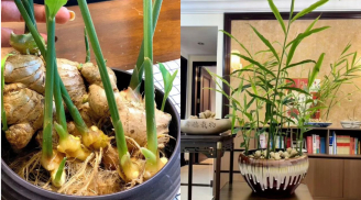 Cách trồng gừng phong thủy hút lộc cho Tết Bính Ngọ 2026