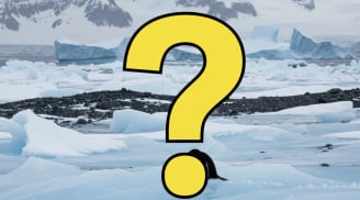 Chim gì có cánh nhưng không bay, lại bơi cực giỏi? Câu đố quen mà nhiều người vẫn trả lời sai