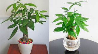 Tết Bính Ngọ 2026, đặt 3 loại cây này trong phòng khách, gia chủ đón lộc, Tiền - Tài no đủ