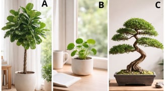Quiz: Chọn 1 cây cảnh thu hút bạn nhất để biết năm 2026 sẽ mang lại cho bạn niềm vui theo cách nào