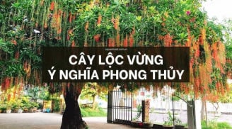 3 loại cây trồng trước nhà nào nhà đó giàu sang phú quý: Cây càng xanh người càng sung túc giàu có