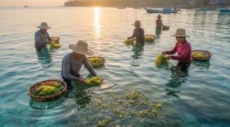 Nghề “nhặt ngọc” giữa đại dương xanh: Mưu sinh bền bỉ của người miền biển