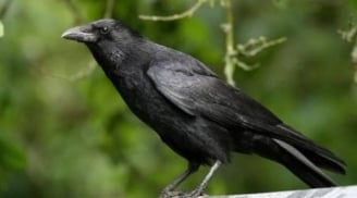 Con cái hỗn hào? Áp dụng ngay “Luật Quạ” - Bí quyết dạy con hiện đại mà vẫn giữ trọn quyền uy