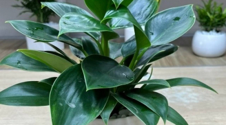 Trắc nghiệm vui: Tâm hồn bạn trẻ trung hơn bao nhiêu tuổi so với tuổi thật?