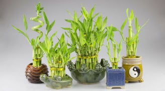 3 loại cây cảnh này, bất kỳ gia đình nào trong năm mới cũng nên trồng để thu hút tài lộc