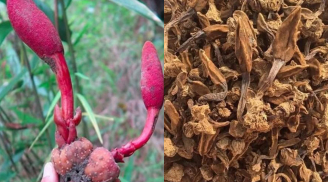 Cây mọc dại tên “ngượng đỏ mặt” mỗi năm chỉ có một mùa, nay thành đặc sản rừng giá 400.000 đồng/kg