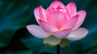 Cuối năm nên mua 7 loại hoa này để xua vận xui, hút tài lộc, tiền bạc vào nhà