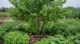 Mùa đông đừng vội vứt thứ này: Chôn xuống vườn, cây xanh tốt thấy rõ chỉ sau thời gian ngắn